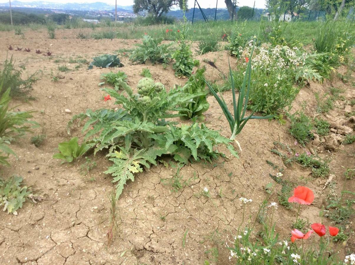 Гостевой дом Le Terre D'Abruzzo Alanno Экстерьер фото